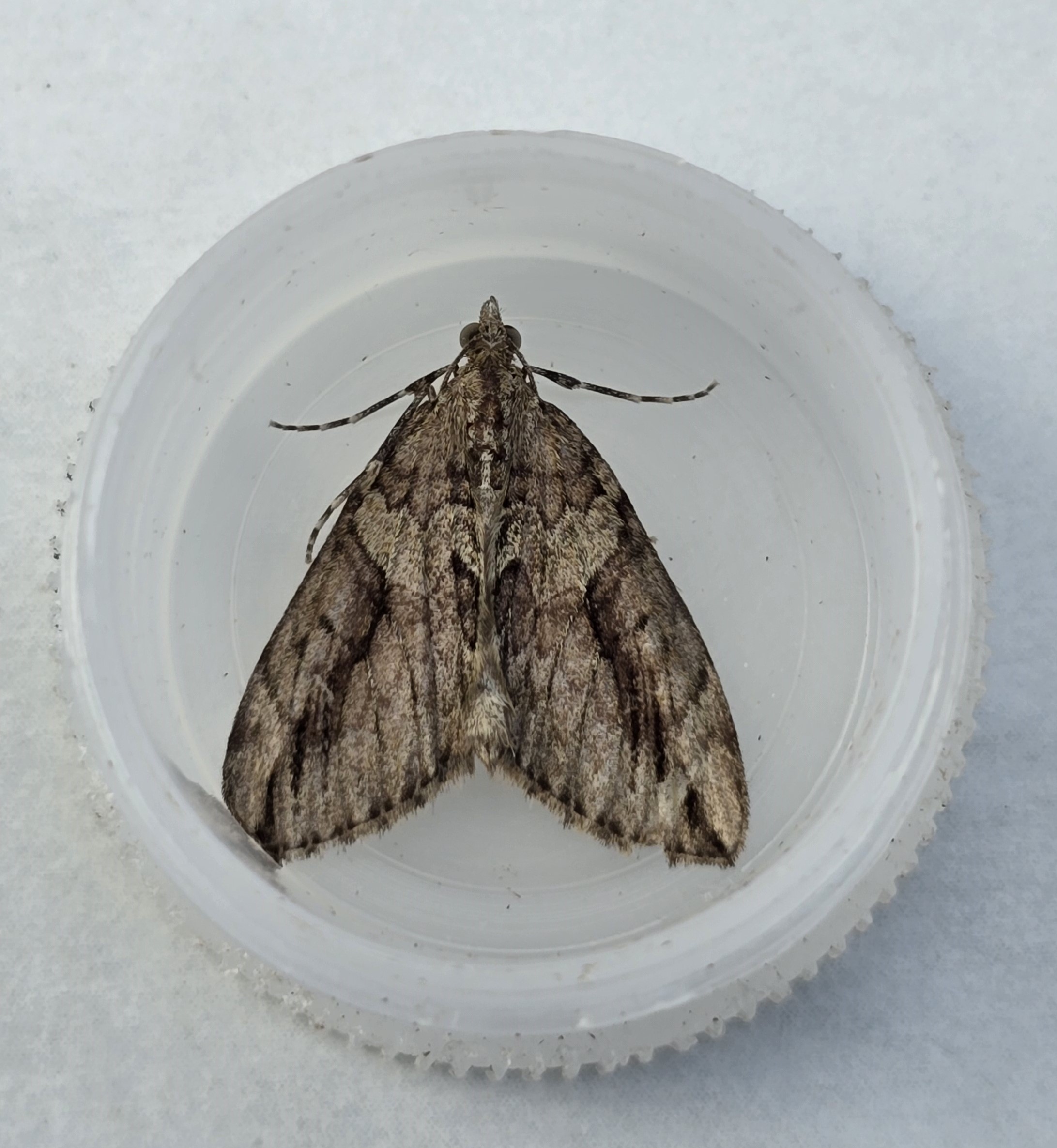 Photo of Cypress Carpet (Thera cupressata)